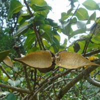 Cryptostegia madagascariensis Bojer ex Decne.